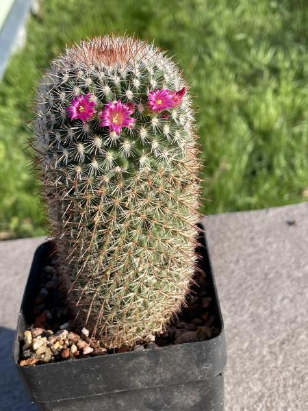 Mammillaria rekoi leptacantha
